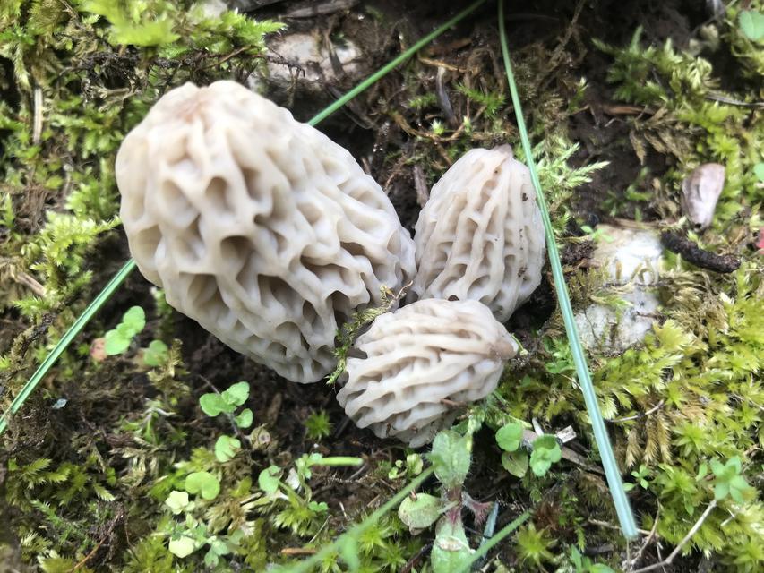 ANTALYA'DA 'KUZUGÖBEĞİ MANTARI' SEZONU BAŞLADI AKSEKİ İLÇESİNDE, SEDİR VE LADİN GİBİ AĞAÇLARIN DİBİNDE TOPLANAN KUZUGÖBEĞİ MANTARI, KİLOGRAMI BİN 250 LİRADAN SATILIYOR