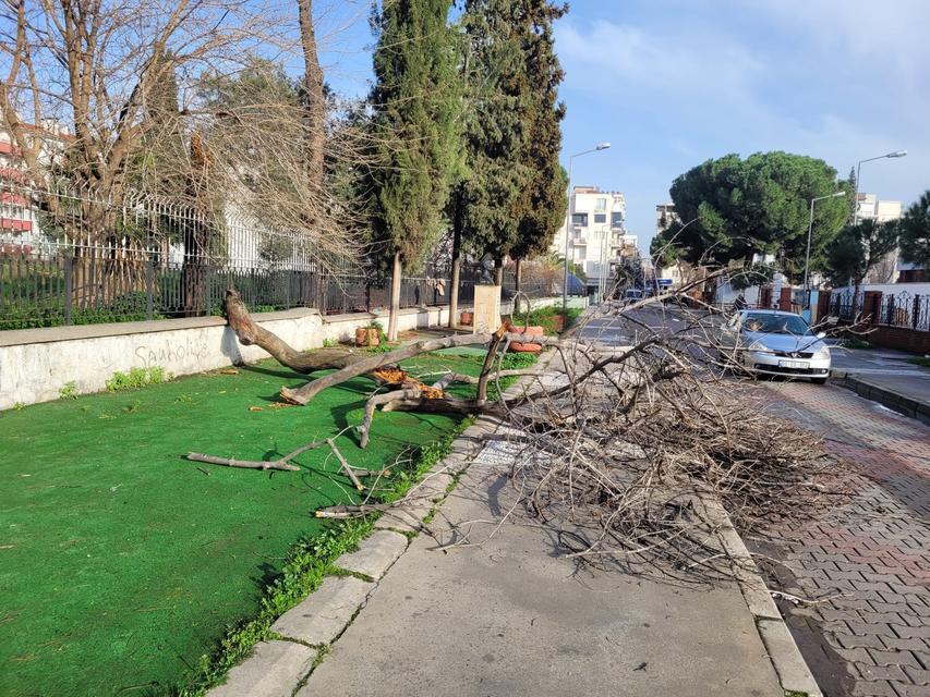 ÇÜRÜYEN AĞAÇ YOLA DEVRİLDİ, FACİA UCUZ ATLATILDI
