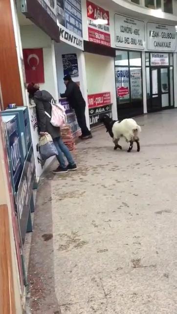 Kurban Bayramı'nda otogara giren inatçı keçi çekmeceden paraları alıp gitti