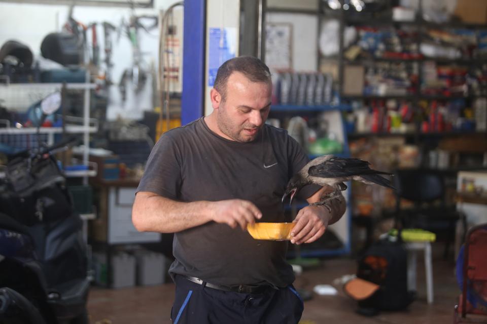 KARGA İLE TAMİRCİNİN SIRADIŞI DOSTLUĞU...TAMİRHANEDE BİRLİKTE ÇALIŞIYORLAR TAMİRHANENİN KANATLI USTASI 'PAŞA' GÖRENLERİ HAYRAN BIRAKIYOR