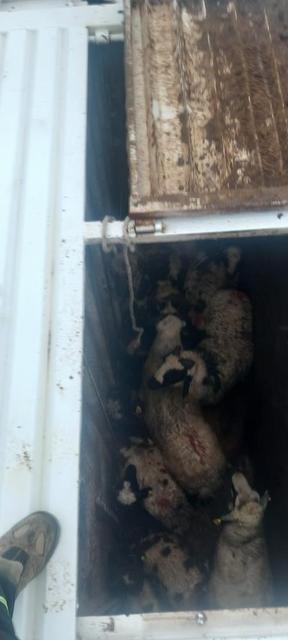 Koyun yüklü tır devrildi: Can pazarı yaşandı