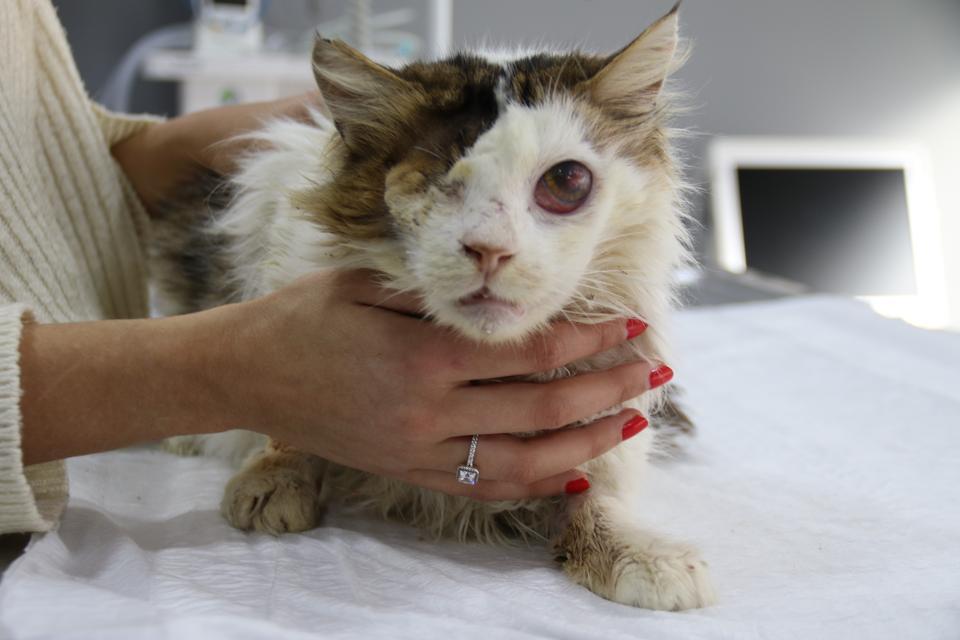 YARALI KEDİ TEK GÖZÜYLE HAYVAN SEVERLER SAYESİNDE HAYATA TUTUNDU
