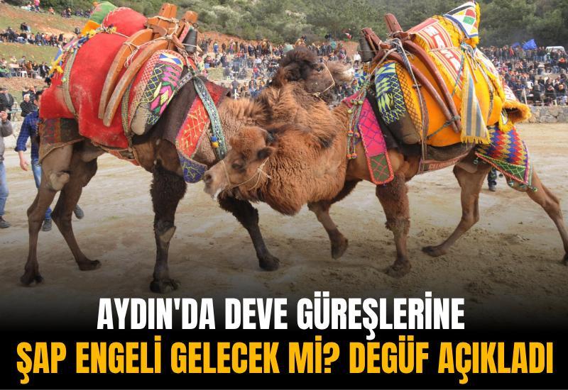 Aydın'da deve güreşlerine şap engeli gelecek mi? DEGÜF açıkladı