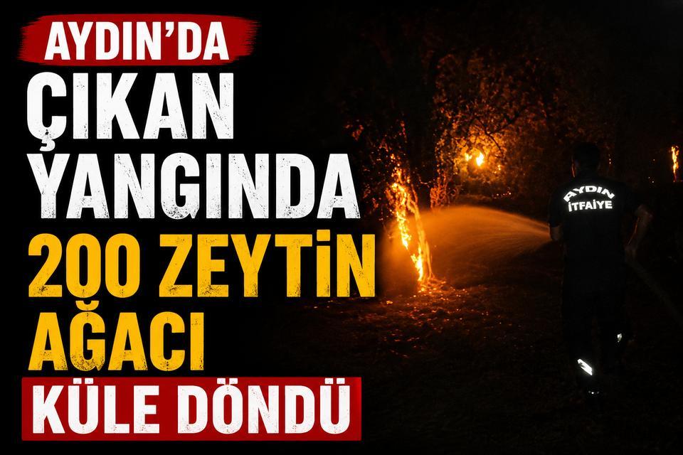Aydın'da çıkan yangında 200 zeytin ağacı küle döndü