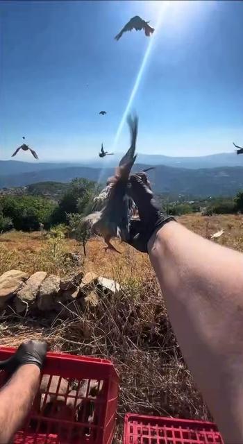AYDIN'DA DOĞAL YAŞAM ALANLARINA KINALI KEKLİK SALIMI YAPILDI