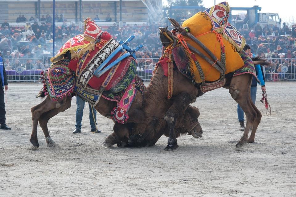 SEZONUN İLK GÜREŞİ IŞIKLI'DA YAPILACAK