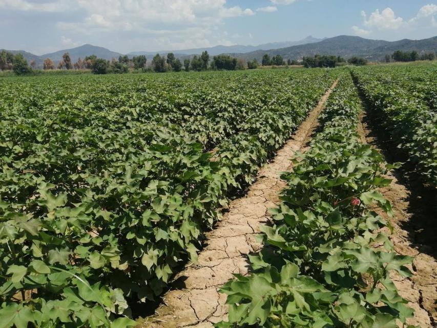 Aydın'da pamukta zararlı uyarısı