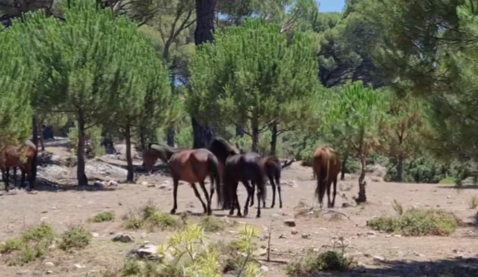 Yılki atları pınar başlarını mesken tuttu
