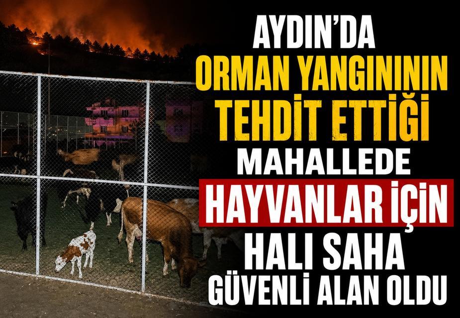 Aydın'da orman yangınının tehdit ettiği mahallede hayvanlar için halı saha güvenli alan oldu