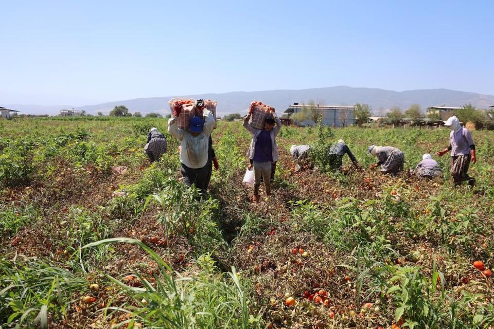 Aydın'da domates işçileri çöl sıcaklarında saati 250 TL'ye ter döküyor