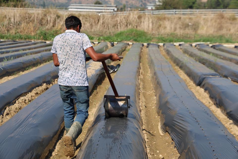 AYDIN'DA KIŞ ÇİLEĞİ HAZIRLIKLARI BAŞLADI FİDELER TOPRAKLA BULUŞMAYA HAZIRLANIYOR