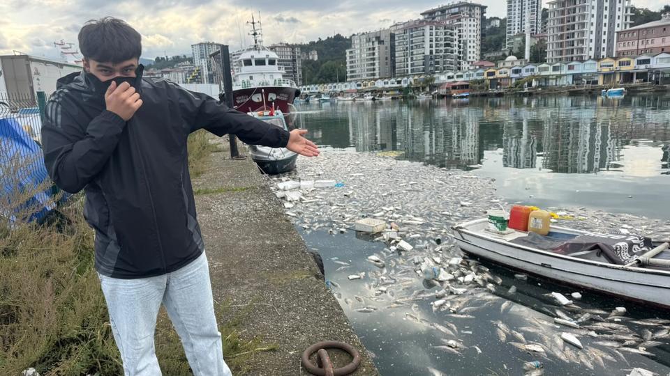 Palamut bolluğu çileye dönüştü, liman balık çöplüğüne döndü