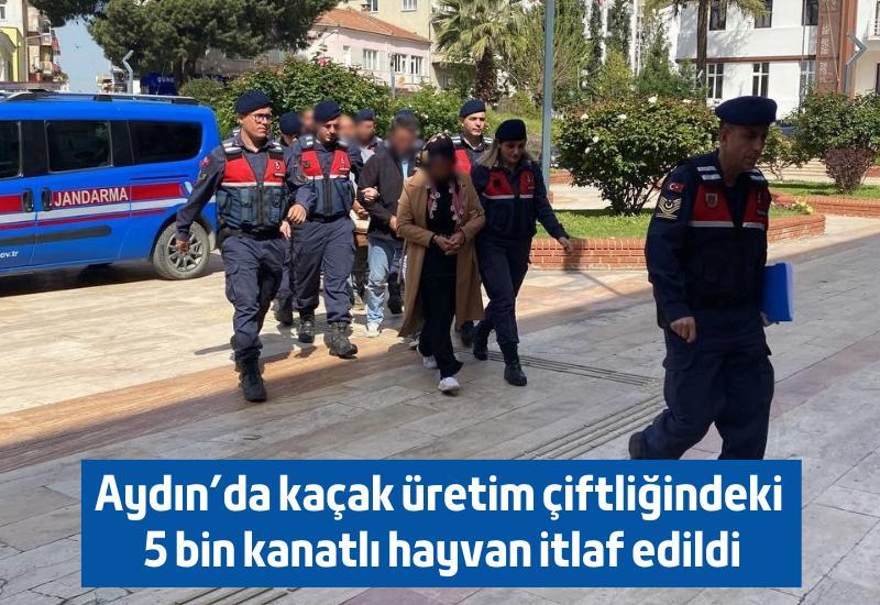 Aydın'da kaçak üretim çiftliğindeki 5 bin kanatlı hayvan itlaf edildi