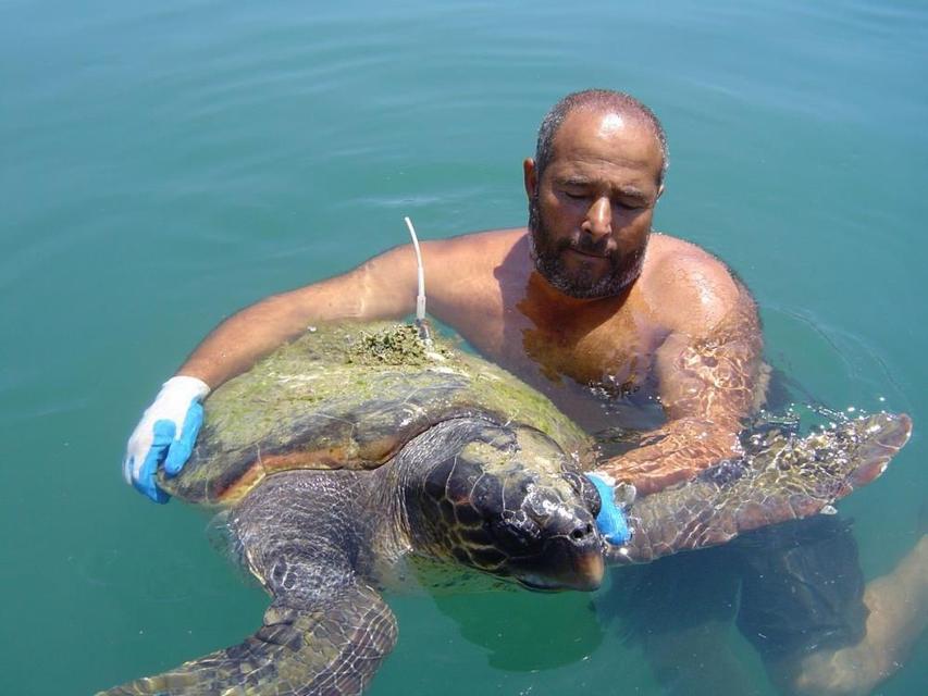 Kuşadası Körfezi'nde ‘deniz kaplumbağası' alarmı