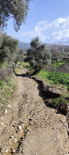 DERE SULARI YÖN DEĞİŞTİRDİ, ZEYTİNLİKTE İKİNCİ YATAK OLUŞTU ZEYTİNLİKTE İKİ İNSAN BOYU YARIKLAR OLUŞTU