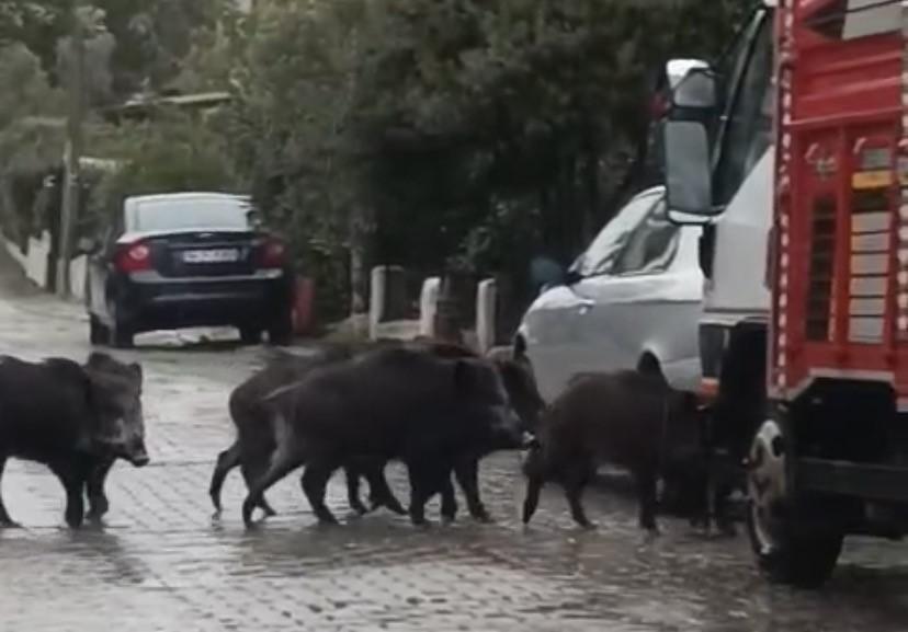 Aç kalan domuzlar şehir merkezine indi