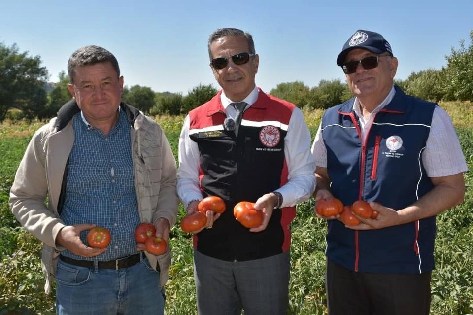 Aydın’da domates hasadı başladı