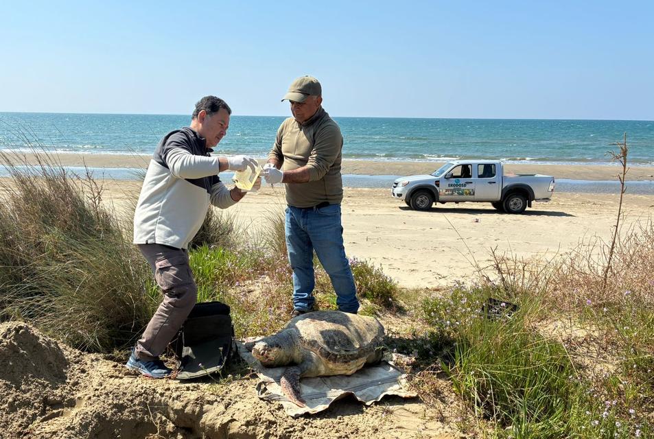 Kuşadası’nda 7 günde 7 deniz kaplumbağası kıyıya vurdu