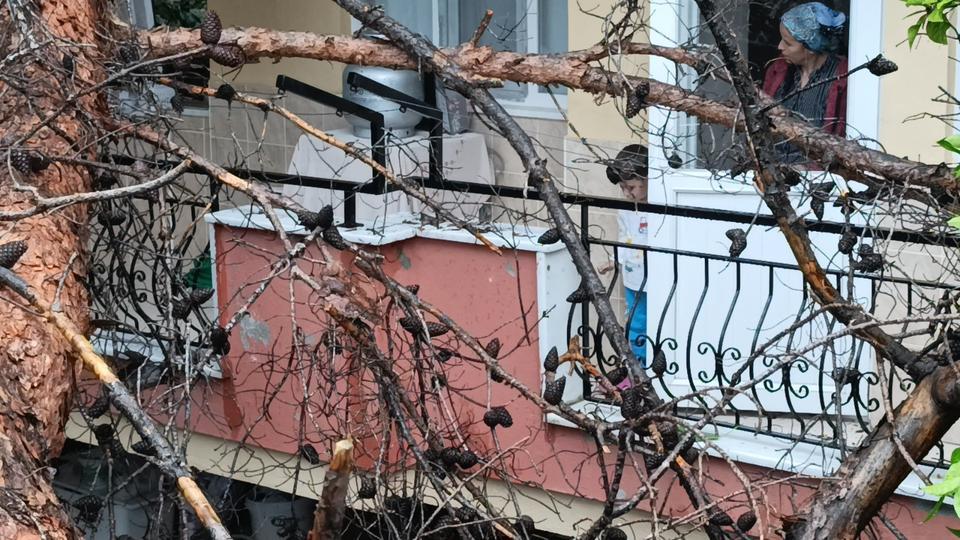 MANAVGAT'TA DEV AĞAÇ BİNANIN ÜZERİNE DEVRİLDİ