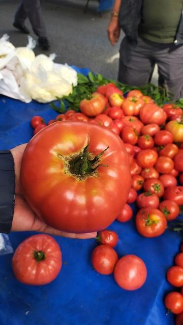 Aydın'da 850 gramlık domates pazarda ilgi gördü