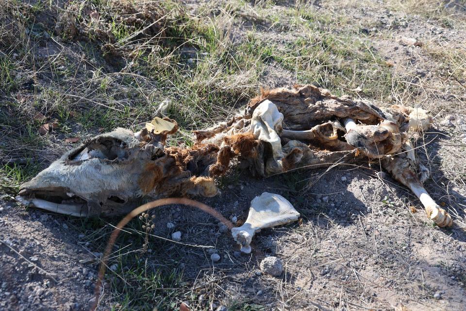Boş araziye atılmış 8 buzağı kadavrası bulundu