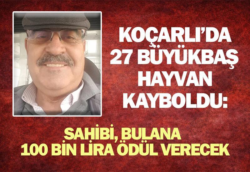 Koçarlı’da 27 büyükbaş hayvan kayboldu: Bulana 100 bin lira ödül