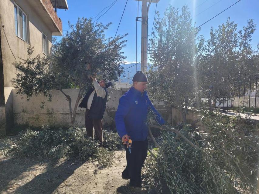 Buharkent'te kursiyerler zeytin ağaçları başında ter döktü