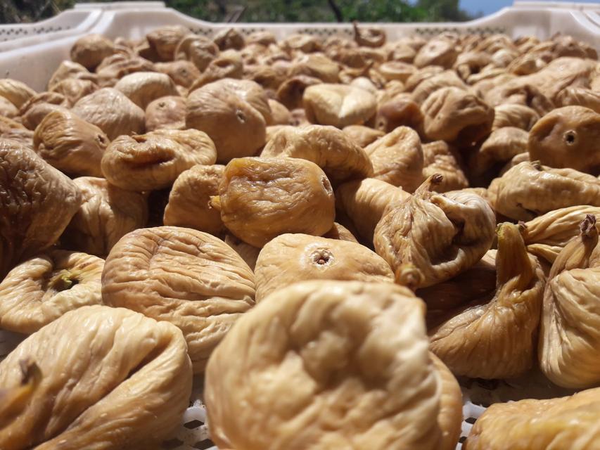 Kuru incirde aflatoksin ve okratoksinle mücadele için üreticilere 19 bin kerevet dağıtıldı
