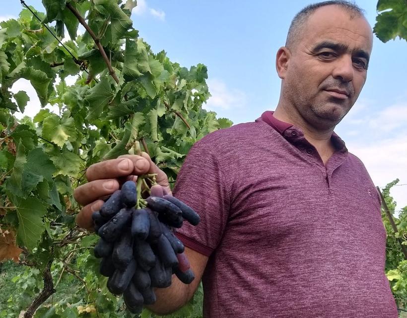 Yeni üzüm çeşidi merak uyandırdı