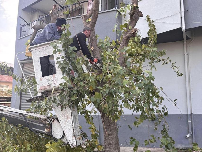 BUHARKENT'TE AĞAÇLARA KIŞ BAKIMI
