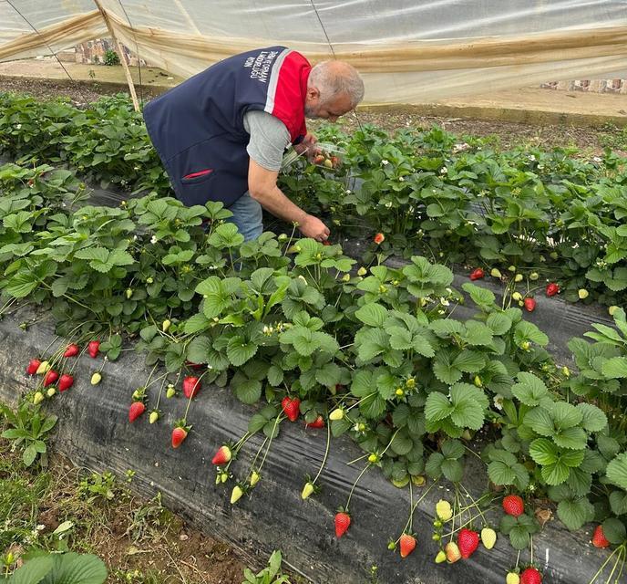 Aydın’da çilek hasadı öncesi sıkı denetim