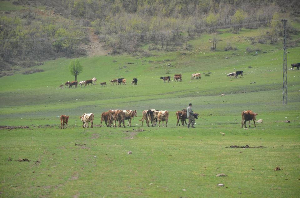AYDIN'DA ÜRETİCİLERE HİBE YEM BİTKİSİ TOHUMU DAĞITILACAK