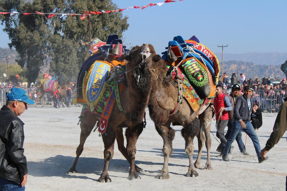 Aydın’da deve güreşi takvimi belli oldu