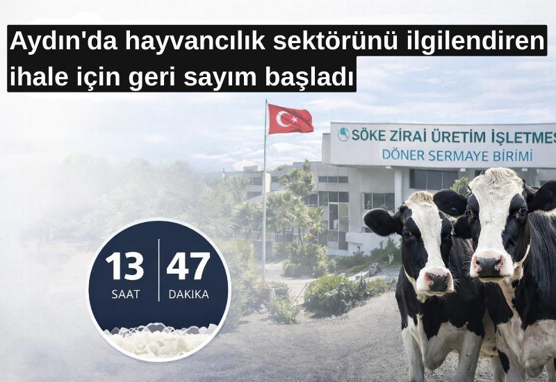 Aydın'da hayvancılık sektörünü ilgilendiren ihale için geri sayım başladı