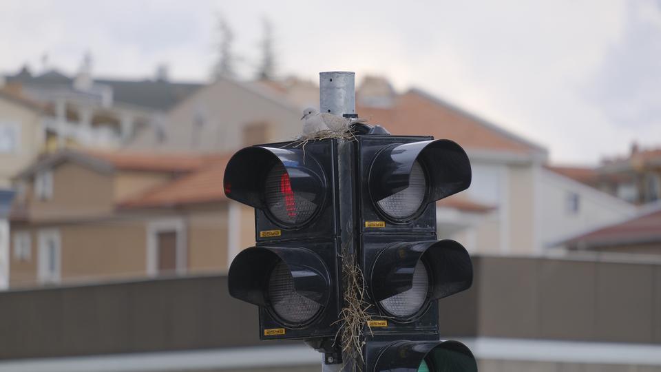KARAMAN'IN EN İŞLEK KAVŞAĞINDAKİ TRAFİK LAMBASINA YUVA YAPAN KUMRU GÖRENLERİ ŞAŞIRTIYOR