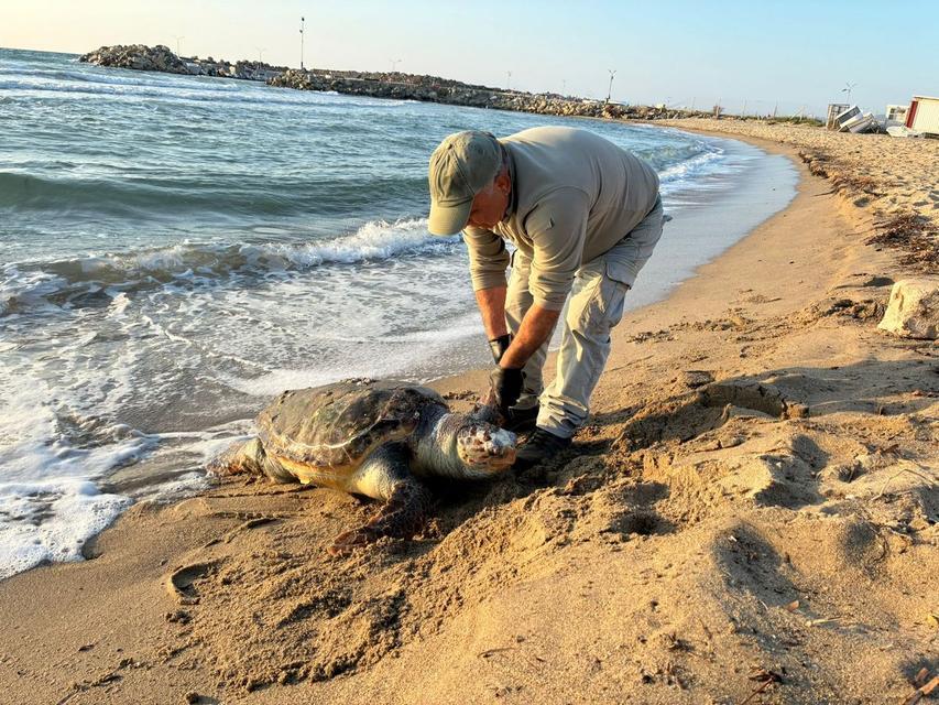 Kuşadası’nda 3 deniz kaplumbağası ölü bulundu: EKODOSD uyardı