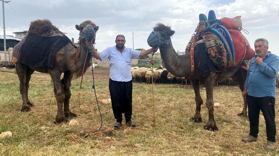 Kurbanlık develer 300 bin TL'den kapış kapış satıldı