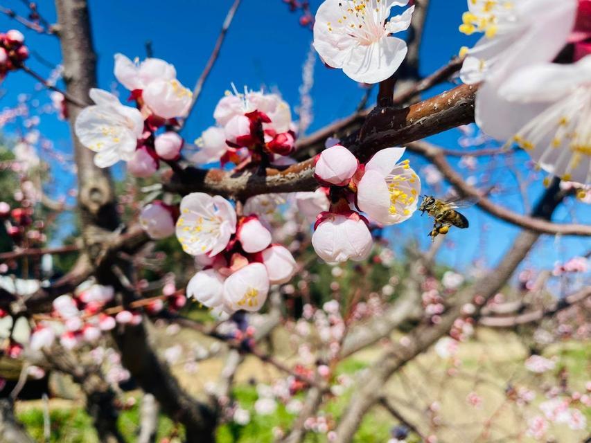 Meyve üreticilerine uyarı