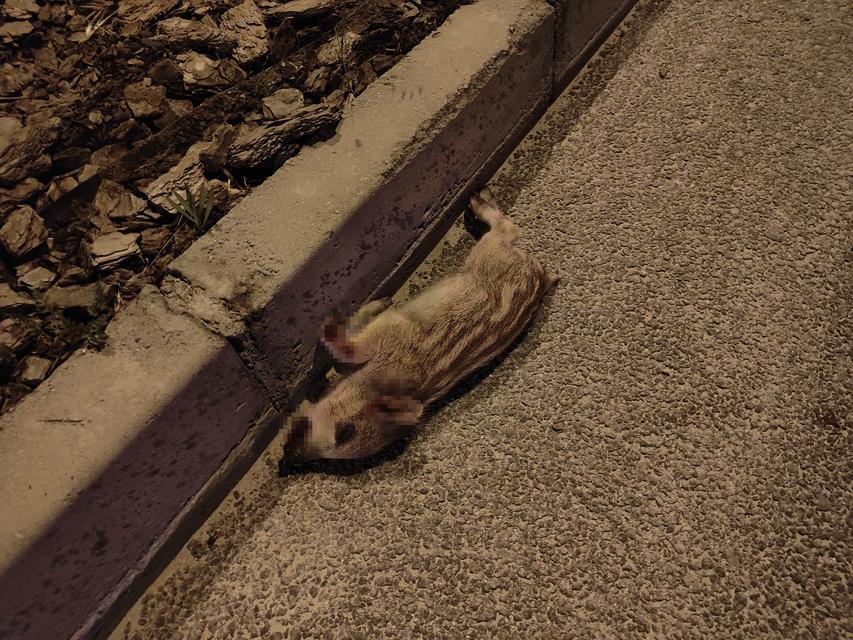 DOMUZ SÜRÜSÜNE ÇARPAN MOTOSİKLET SÜRÜCÜSÜ AĞIR YARALANDI