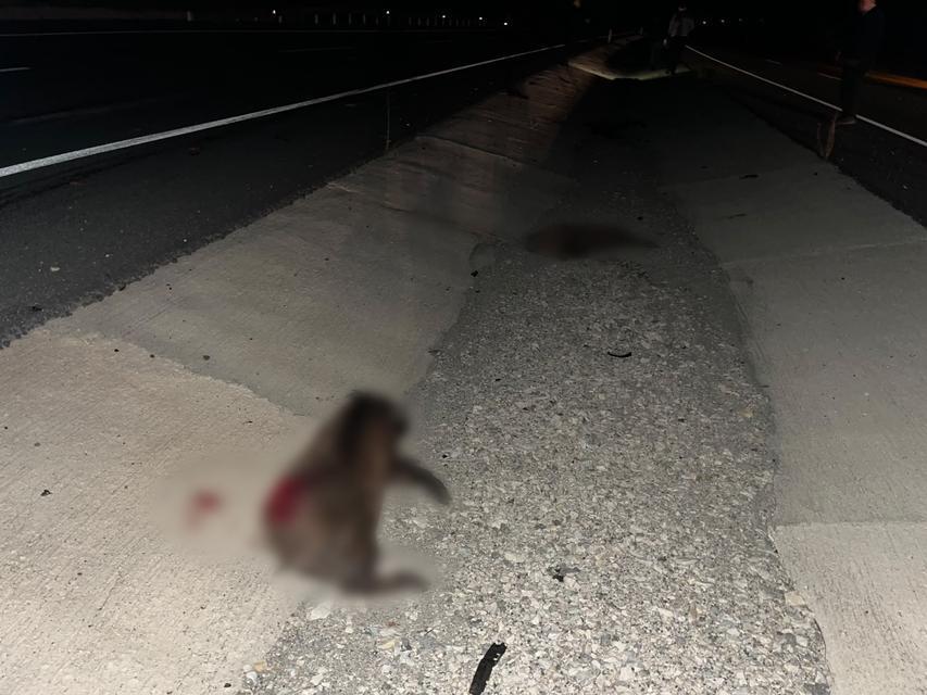 KASTAMONU'DA OTOMOBİL DOMUZ SÜRÜSÜNE ÇARPTI: 2 YARALI
