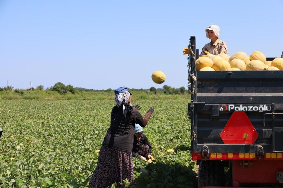 Kadın işçiler ekmek parasını topraktan çıkarıyor