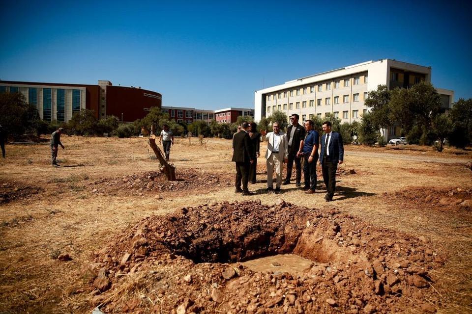 ADÜ kampüsündeki 6 tarihi zeytin ağacı yeni yerlerine taşındı