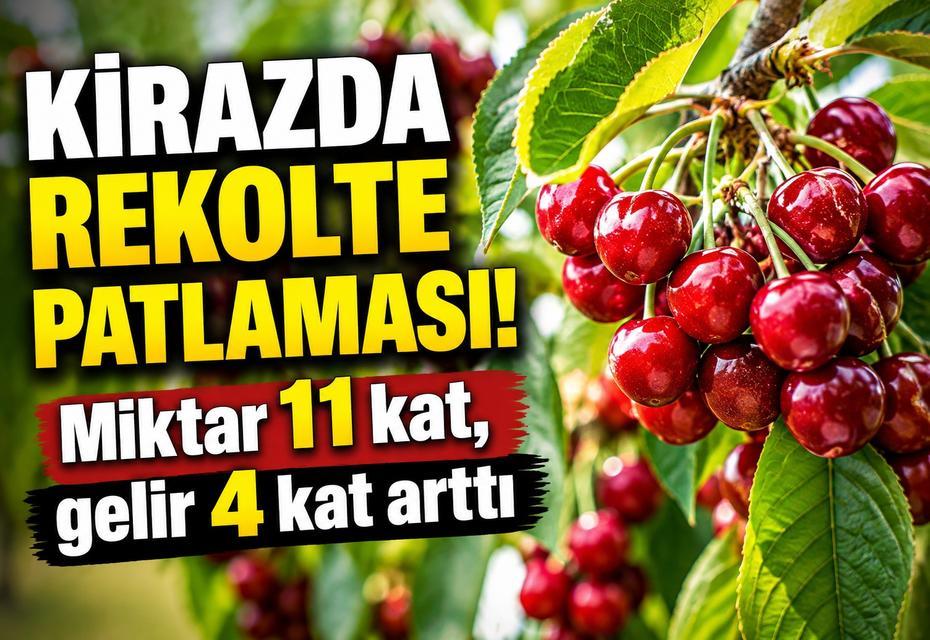 Kirazda rekolte patlaması! Miktar 11 kat, gelir 4 kat arttı