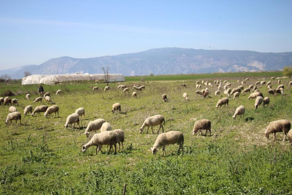 Söke’de yetiştiricilere destekleme icmali uyarısı