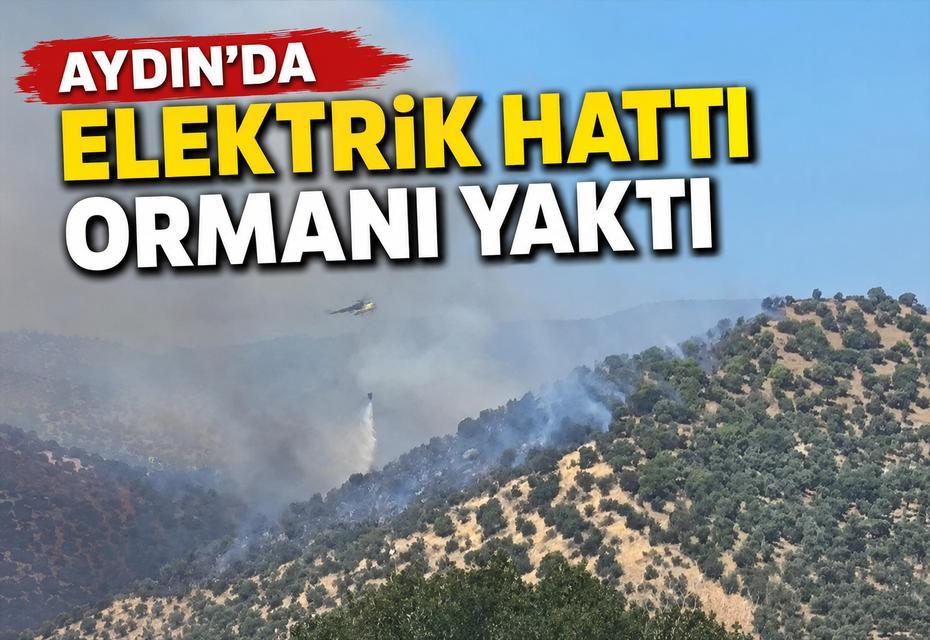 Aydın’da elektrik hattı ormanı yaktı