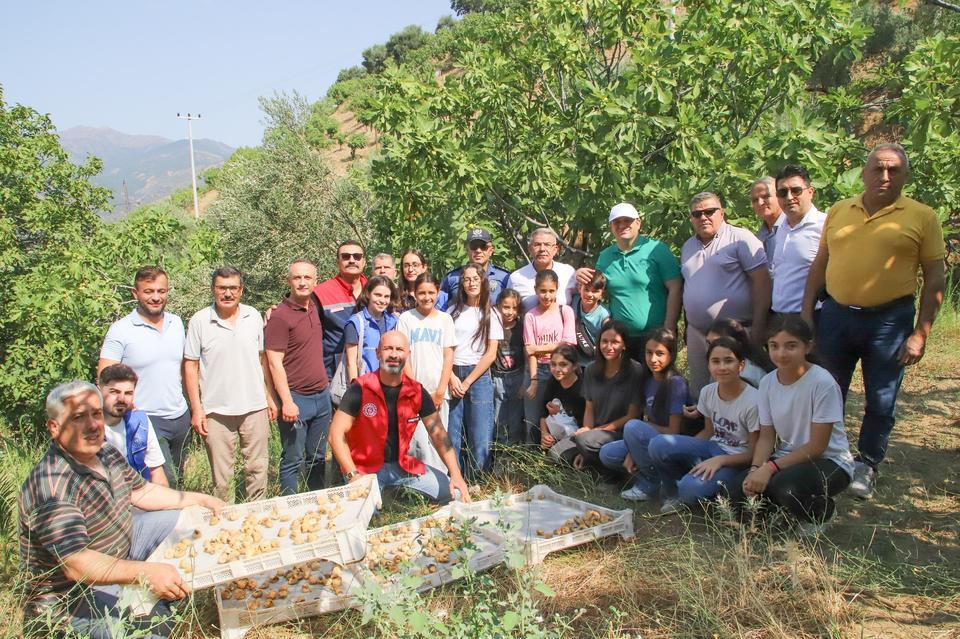 Köşk’te Gönüllü Hasat: Protokol incir bahçesine girdi