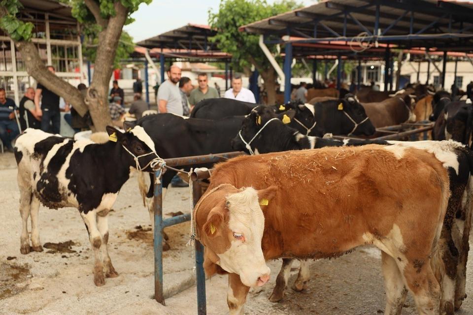 Didim'de kurban kesim yerleri belli oldu