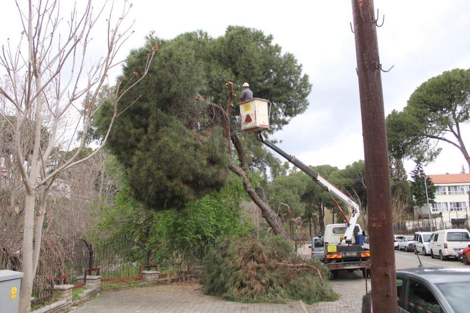 Aydın'da yağışlara dayanamayan 2 ağaç yan yattı