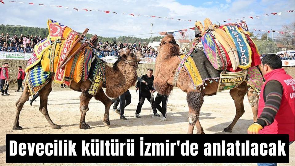 Devecilik kültürü İzmir'de anlatılacak