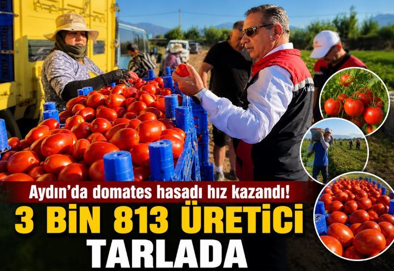 Aydın'da domates hasadı hız kazandı! 3 bin 813 üretici tarlada